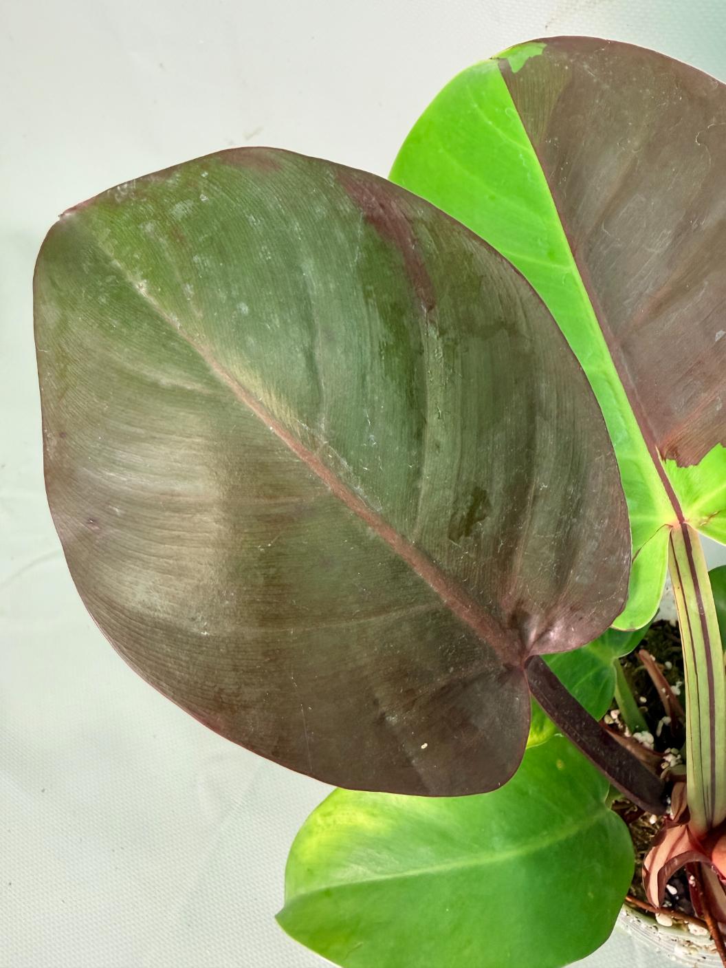 Philodendron Yellow Flame variegata 06