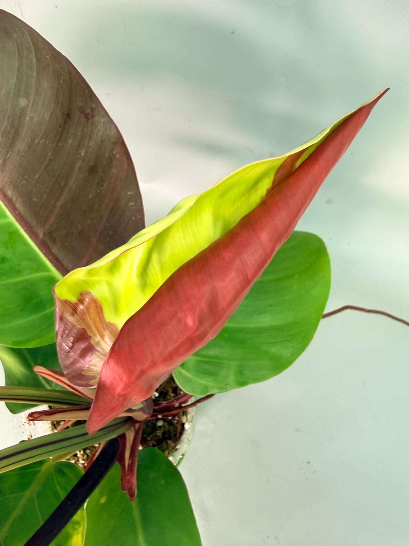 Philodendron Yellow Flame variegata 07