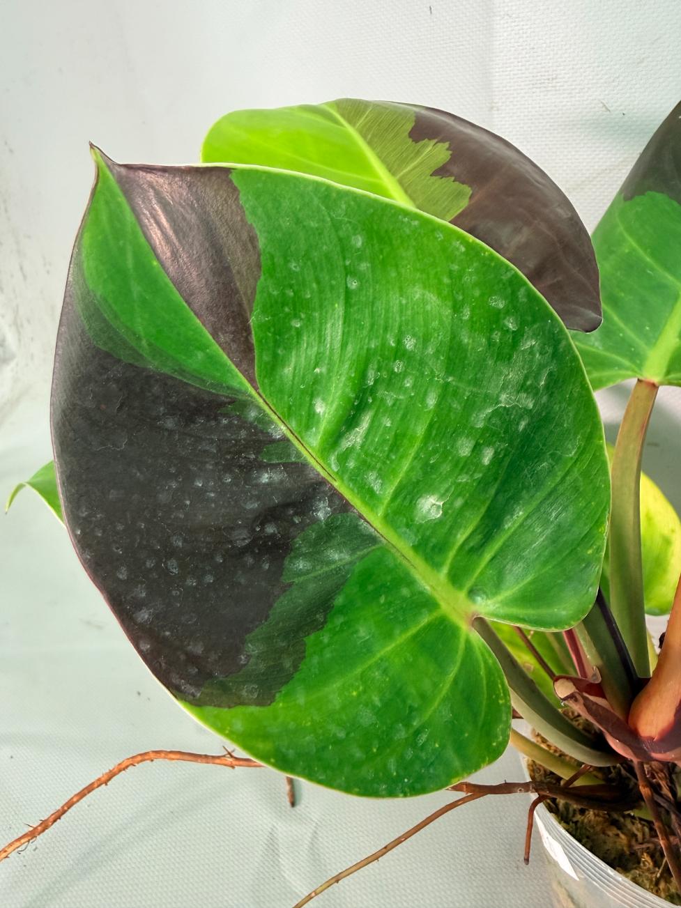 Philodendron Yellow Flame variegata 07