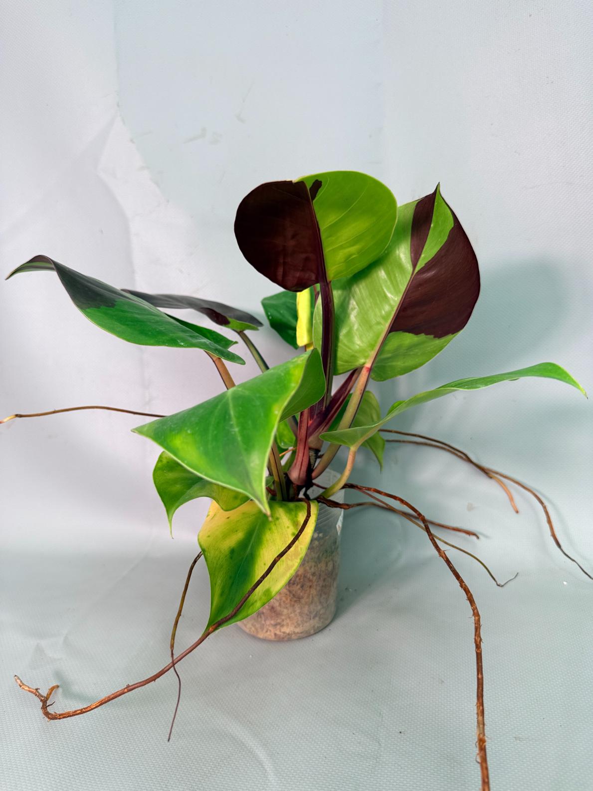 Philodendron Yellow Flame variegata 08