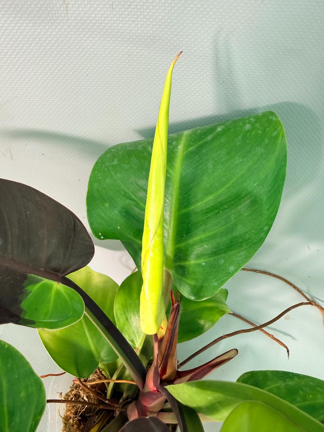 Philodendron Yellow Flame variegata 09