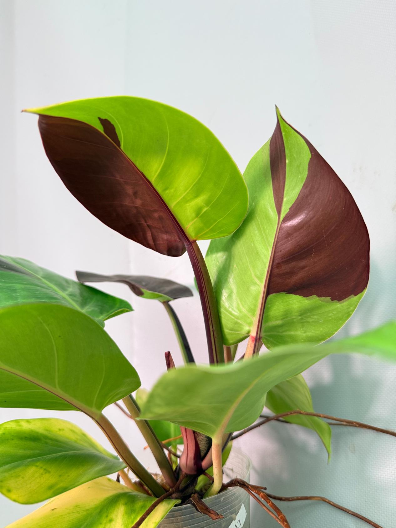Philodendron Yellow Flame variegata 10