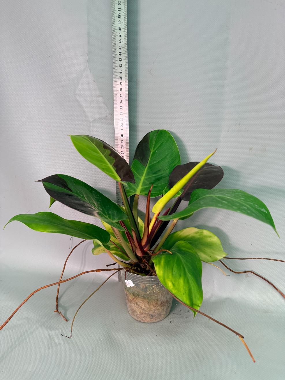 Philodendron Yellow Flame variegata 03