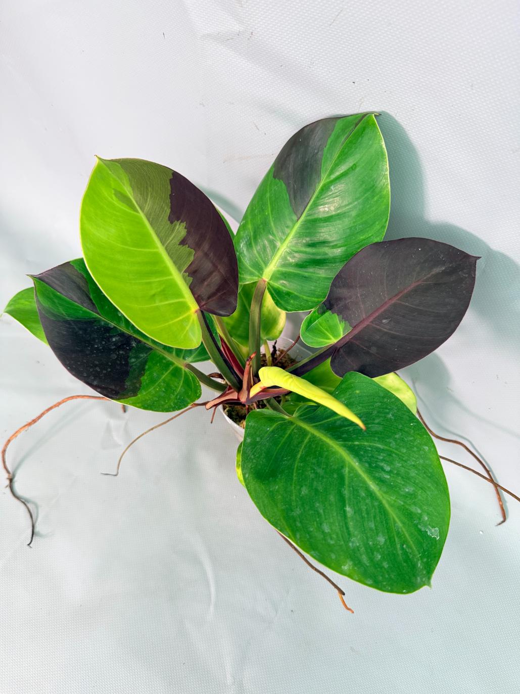 Philodendron Yellow Flame variegata 01