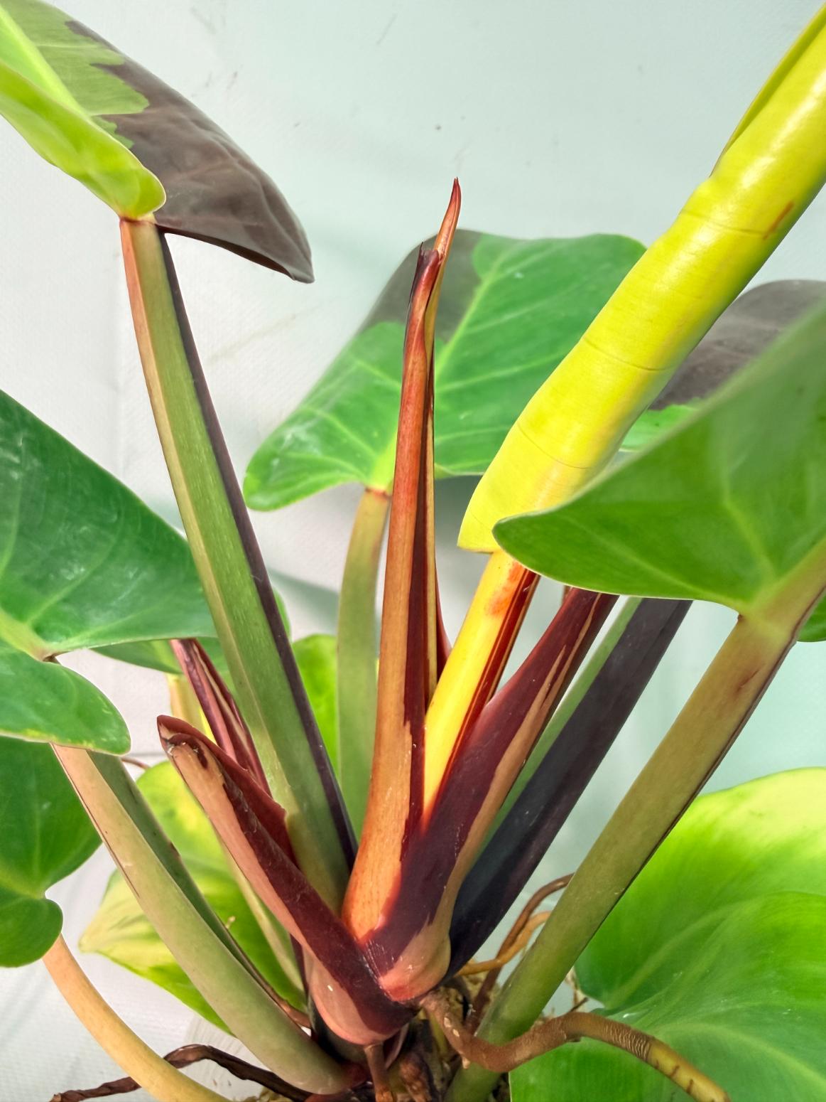 Philodendron Yellow Flame variegata 02