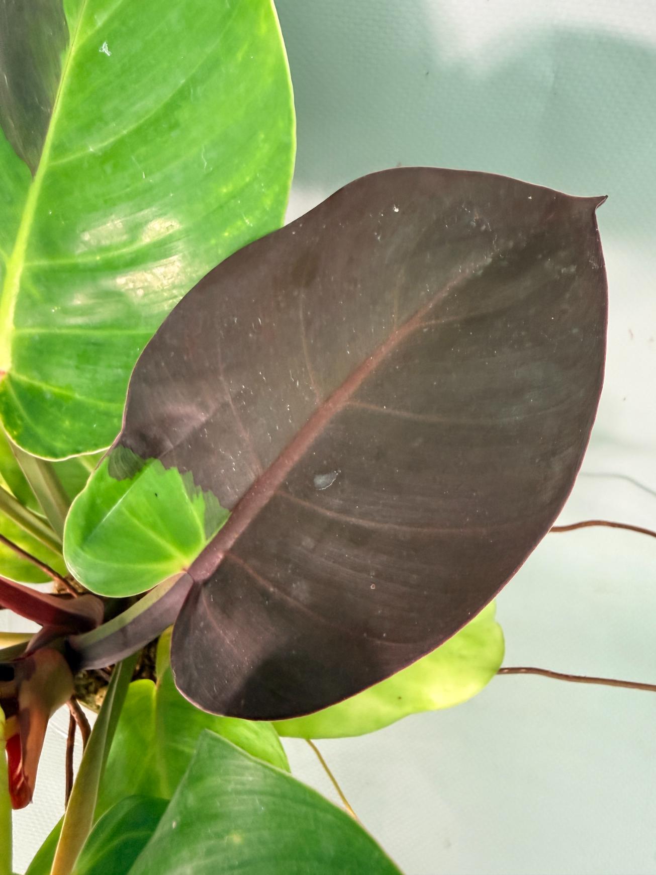 Philodendron Yellow Flame variegata 04