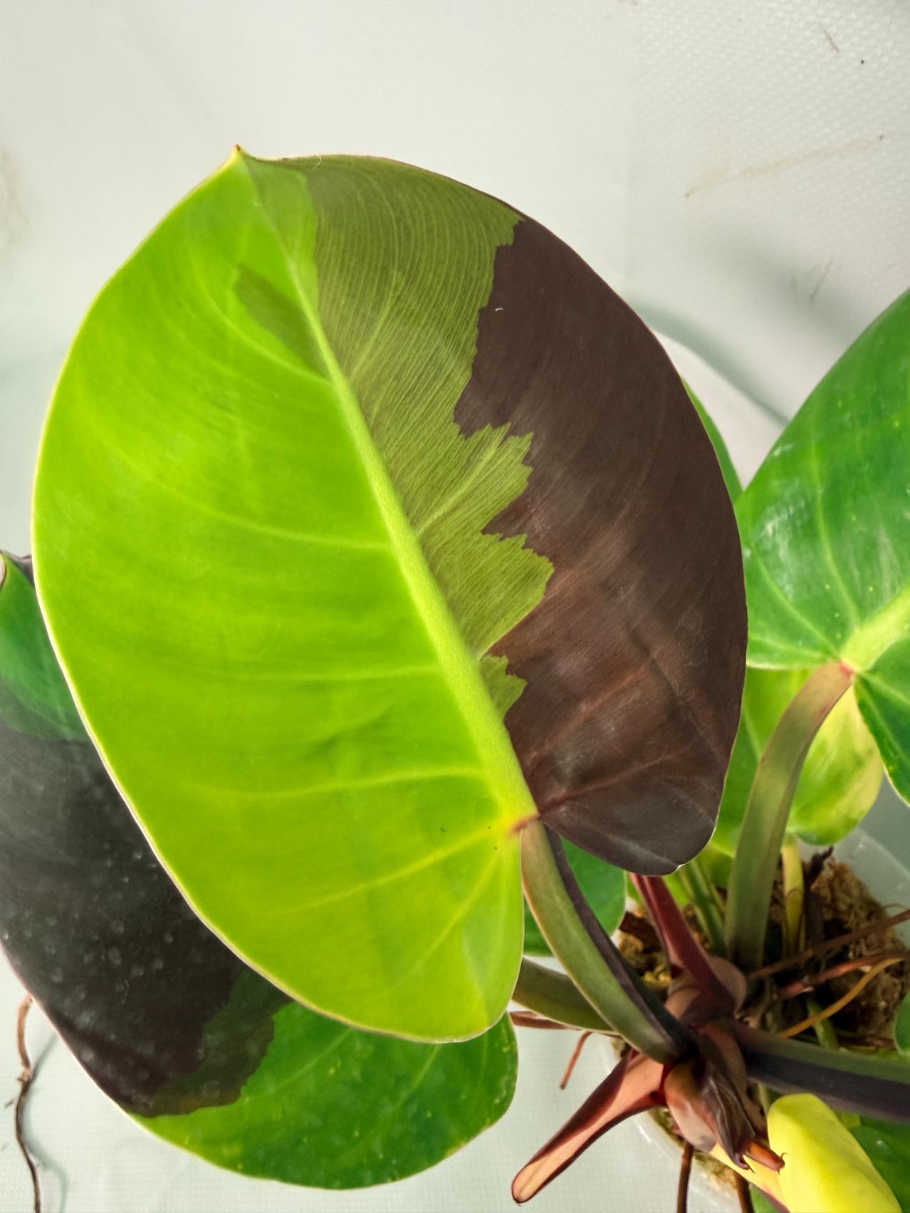 Philodendron Yellow Flame variegata 05