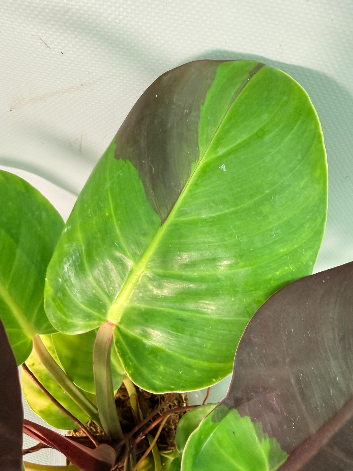 Philodendron Yellow Flame variegata 06