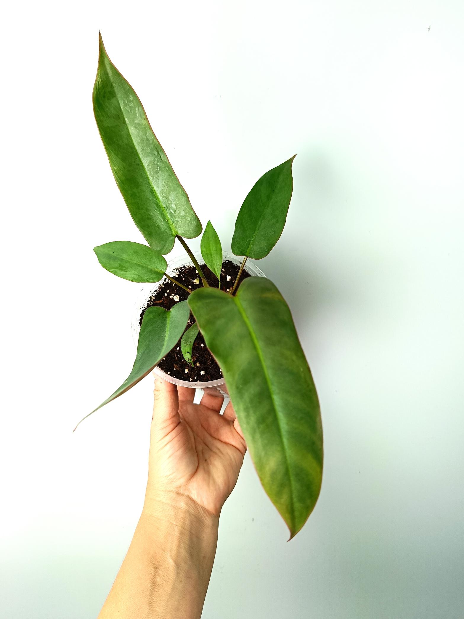 Philodendron atabapoense 2