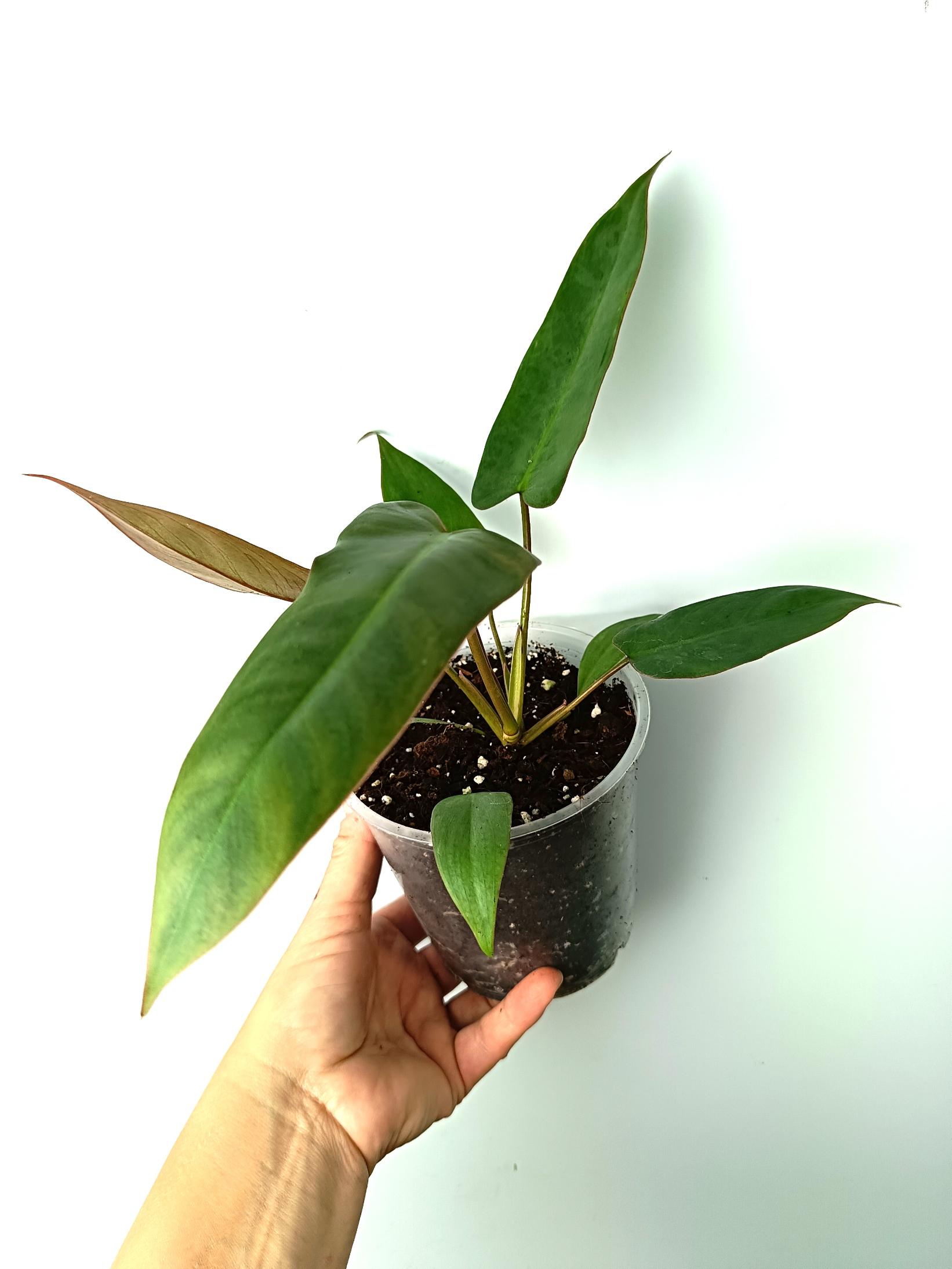 Philodendron atabapoense 1