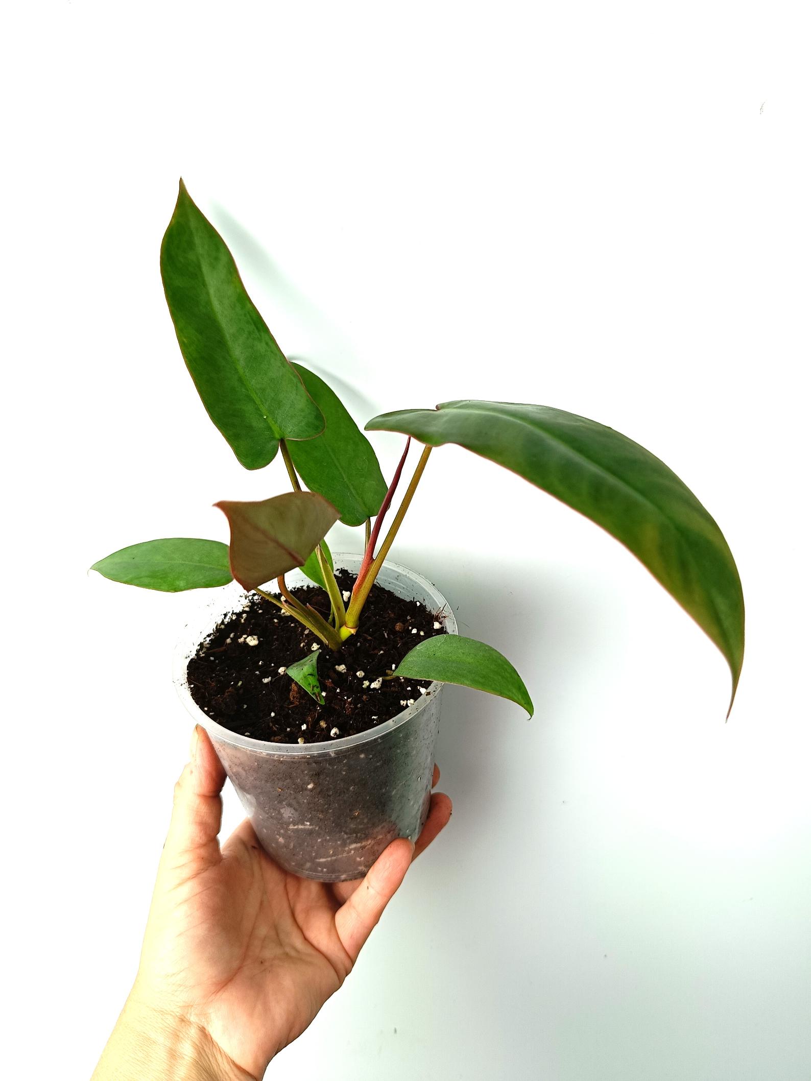 Philodendron atabapoense 6