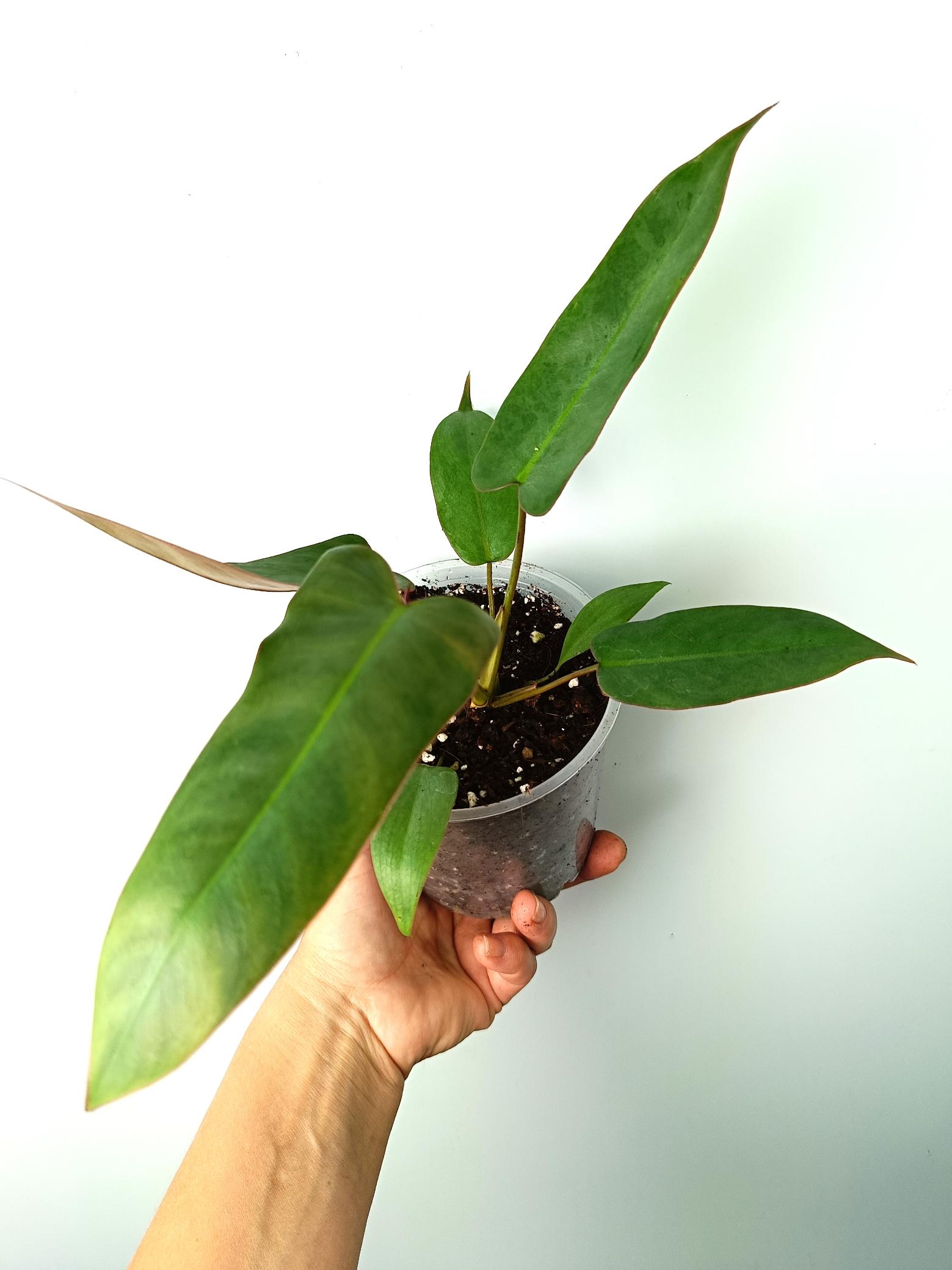 Philodendron atabapoense 7