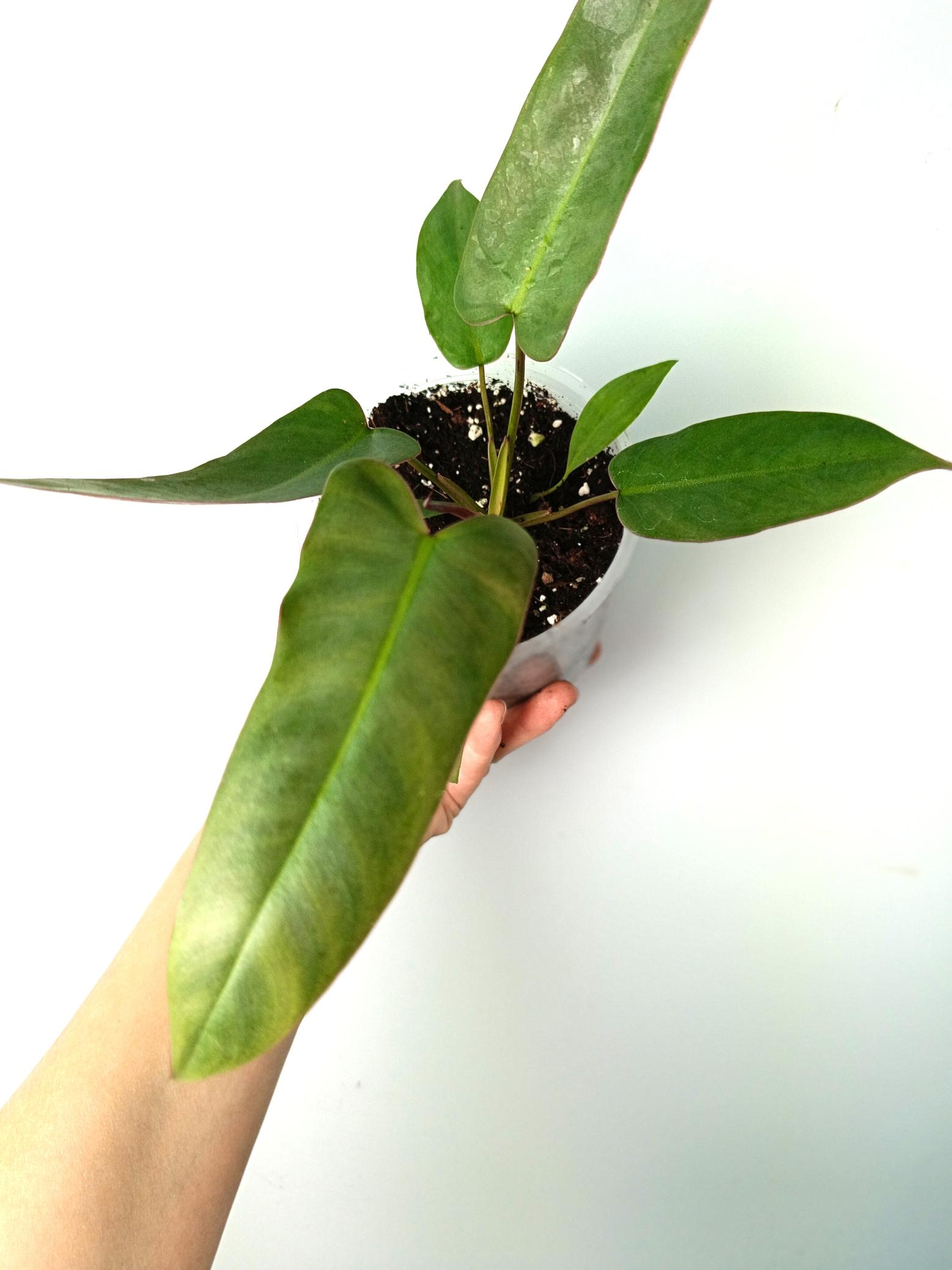 Philodendron atabapoense 4