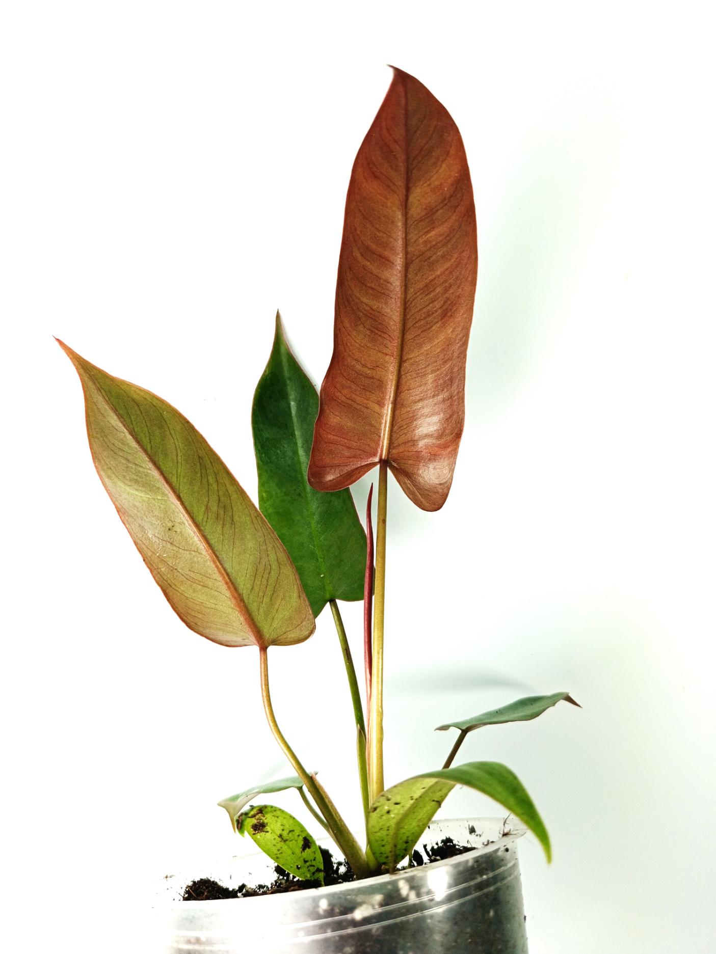 Philodendron atabapoense 3