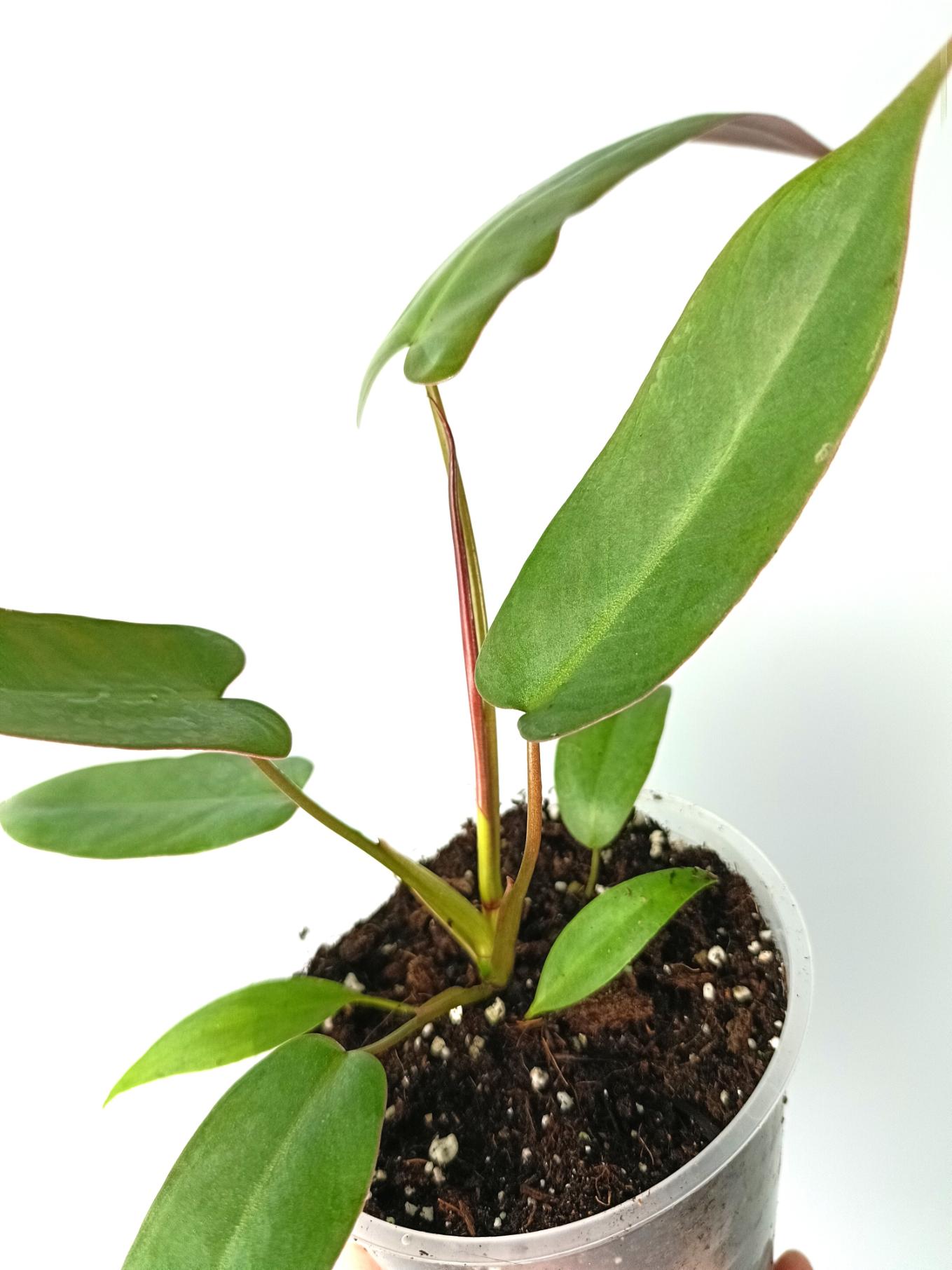 Philodendron atabapoense 5