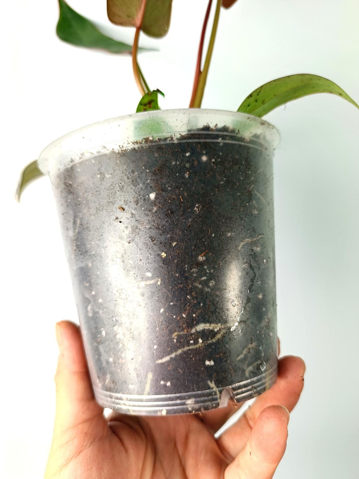 Philodendron atabapoense 8