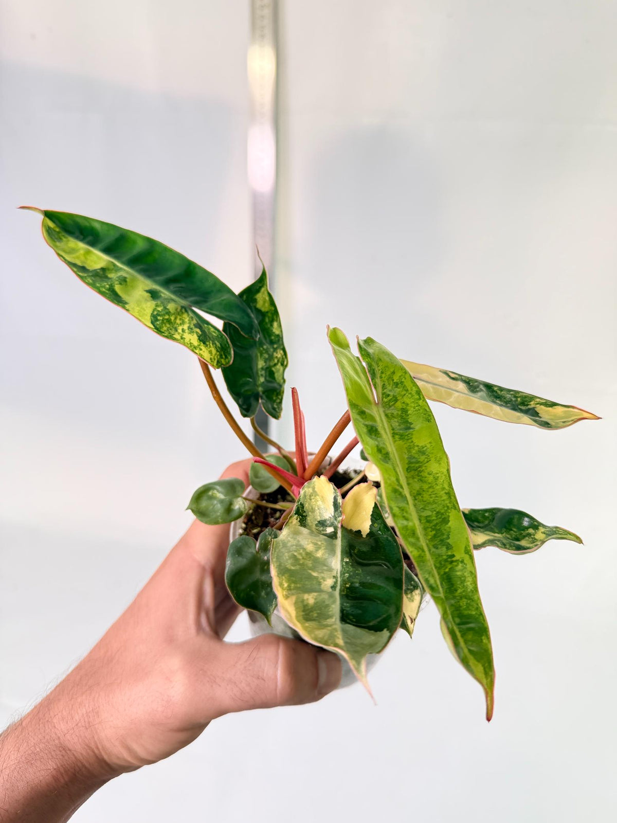 Philodendron Billietiae Variegata 3