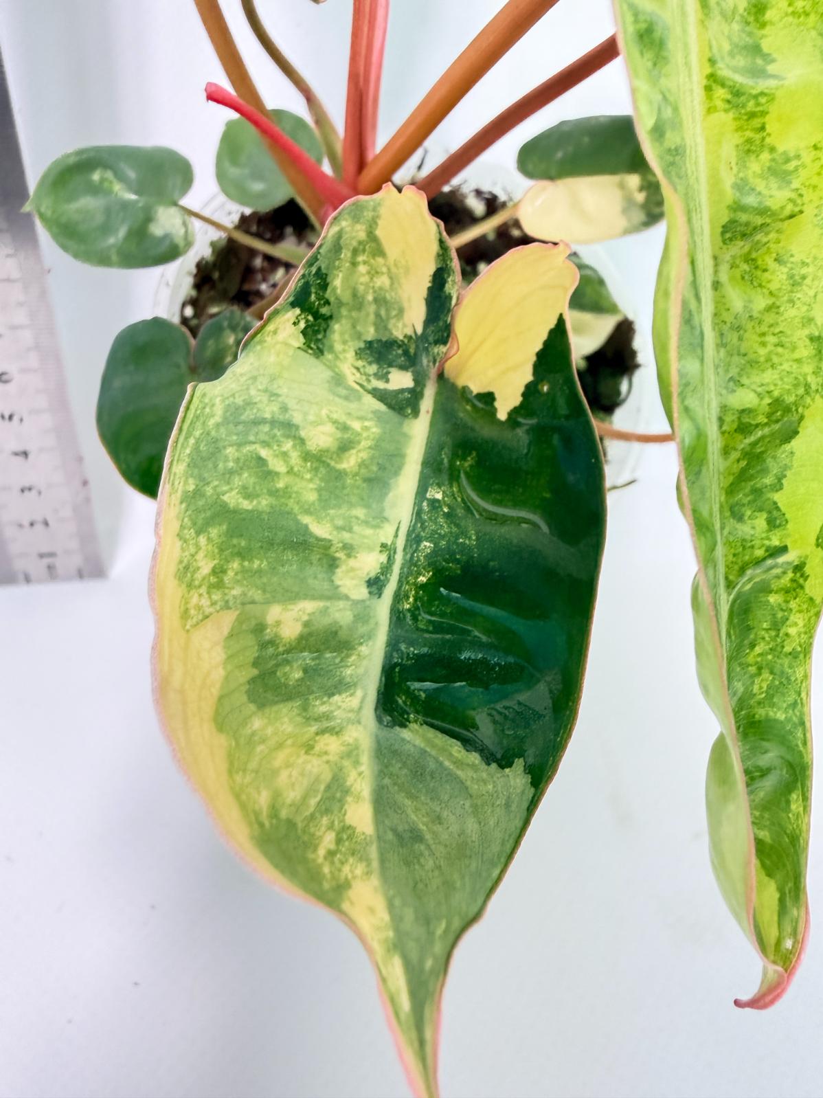 Philodendron Billietiae Variegata 6