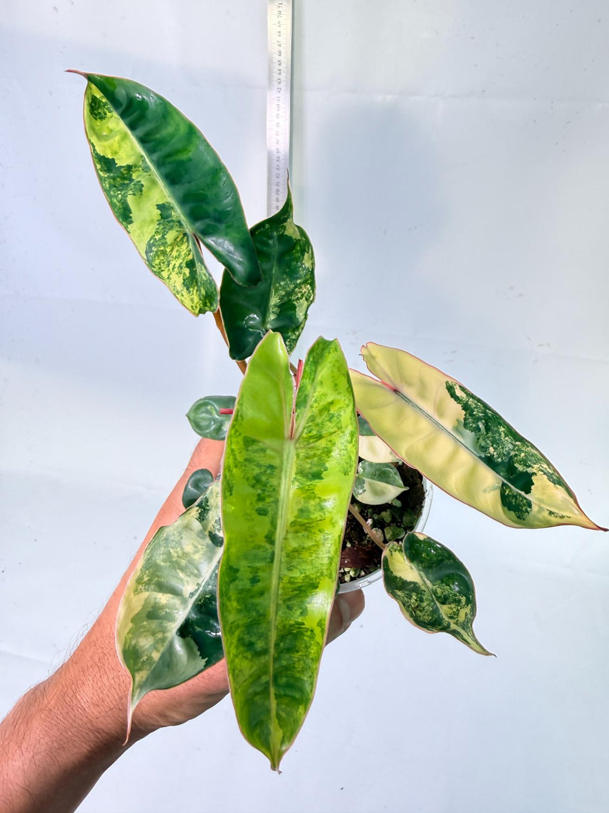 Philodendron Billietiae Variegata 2