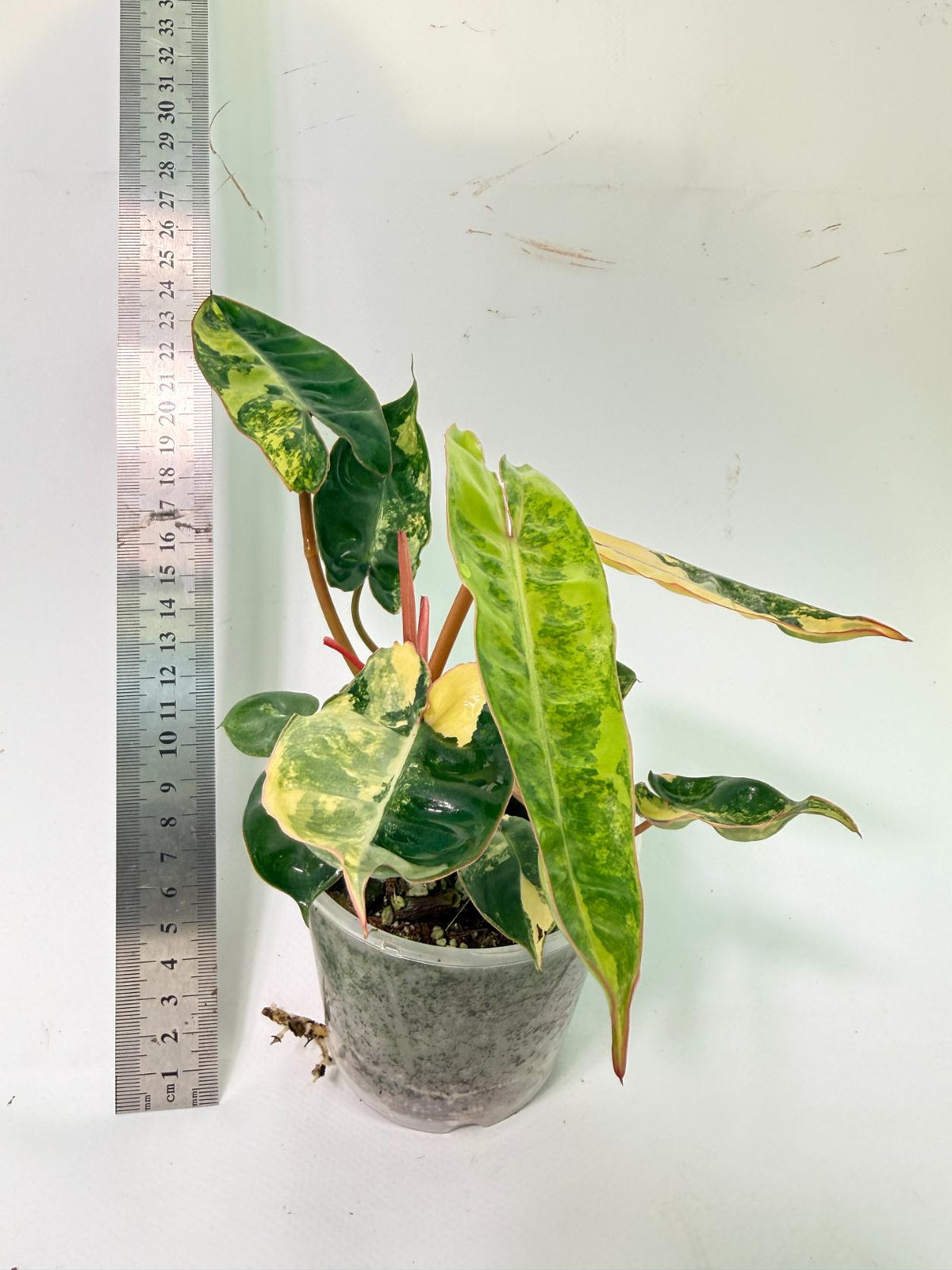 Philodendron Billietiae Variegata 7