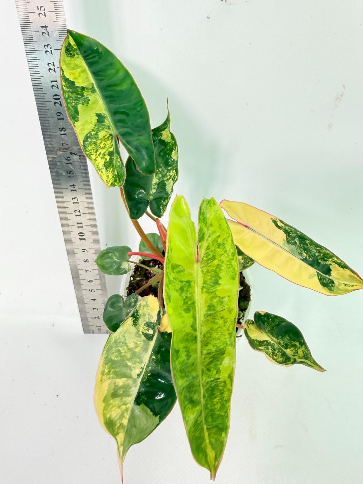 Philodendron Billietiae Variegata 9