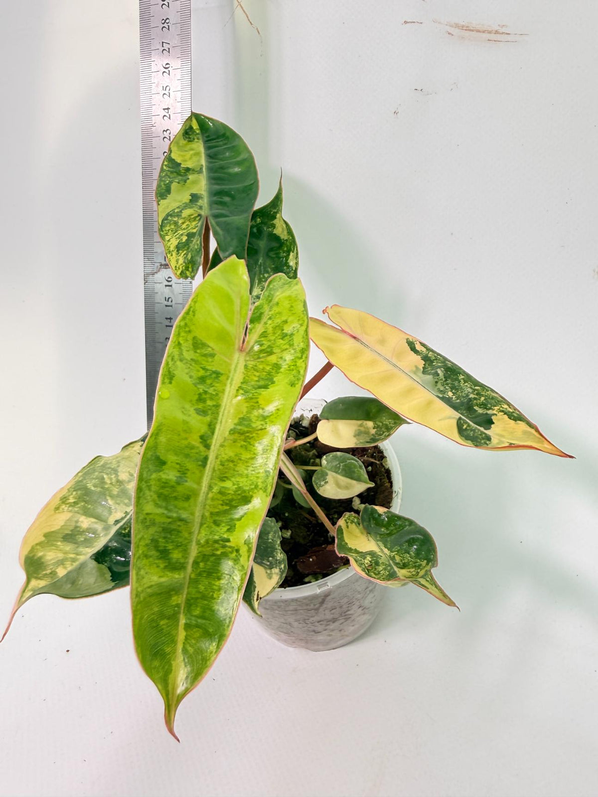 Philodendron Billietiae Variegata 4