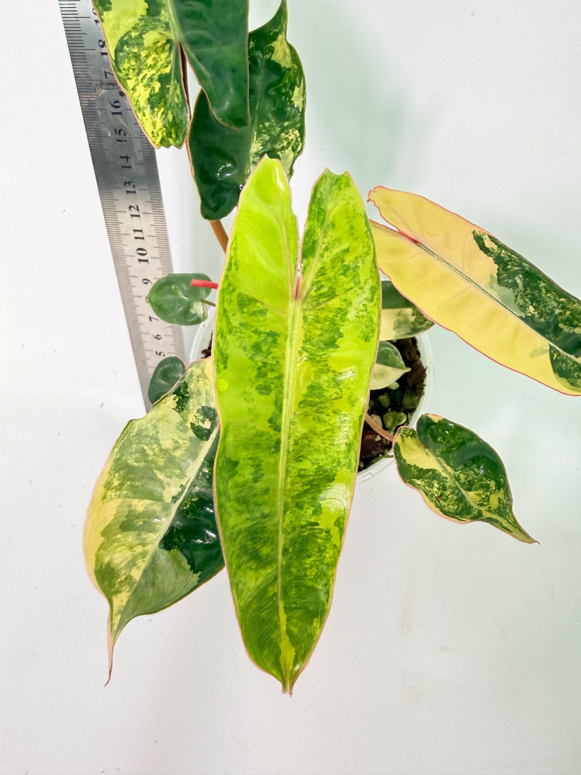 Philodendron Billietiae Variegata 8