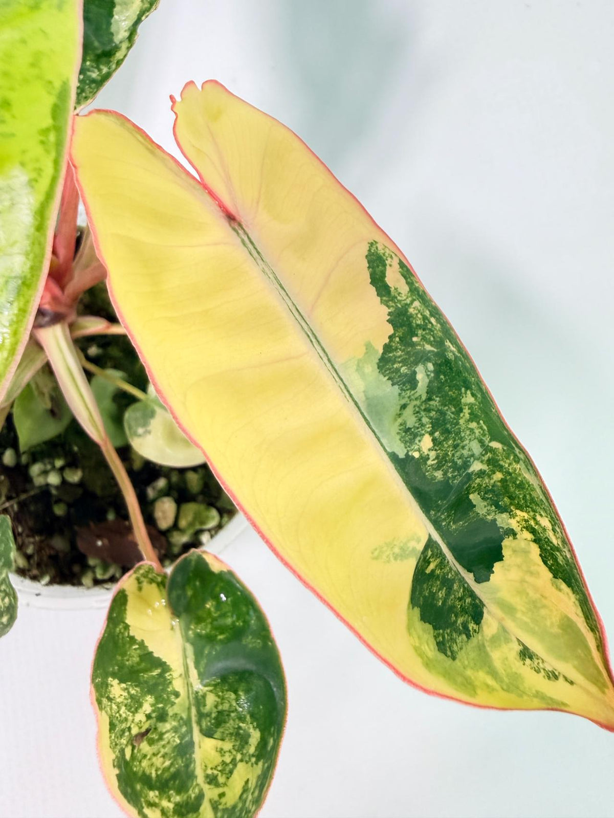 Philodendron Billietiae Variegata 1