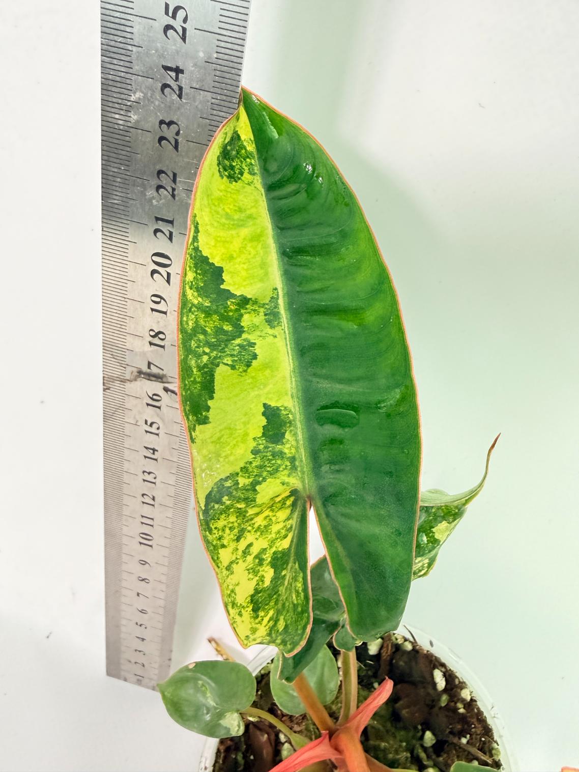 Philodendron Billietiae Variegata 5