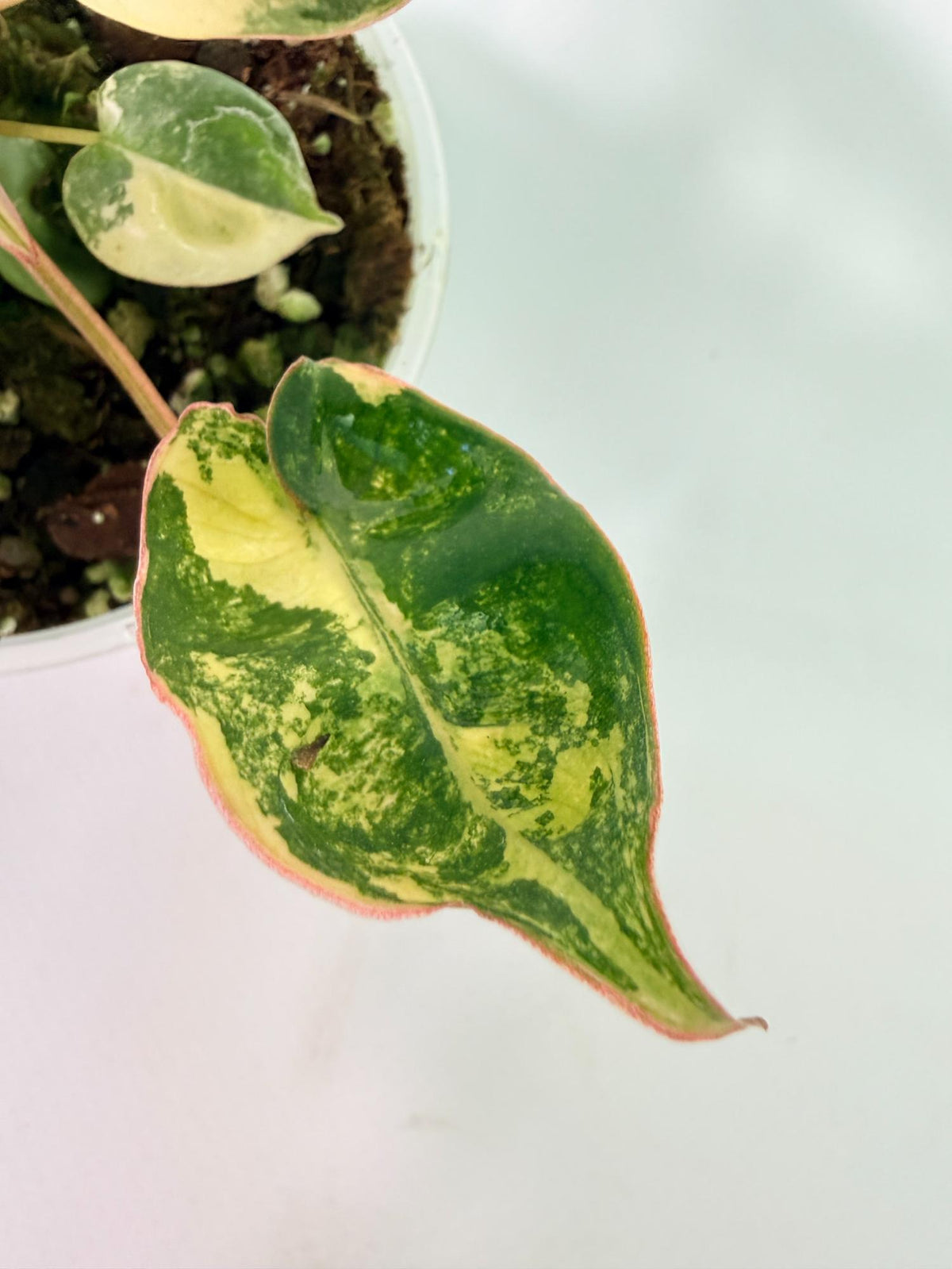 Philodendron Billietiae Variegata 10
