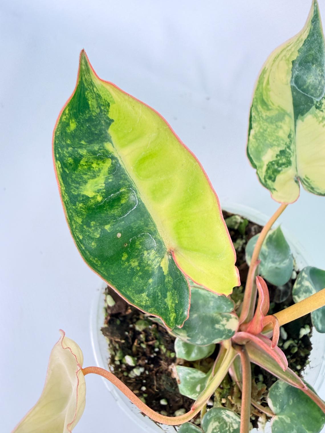 Philodendron Billietiae Variegata 08