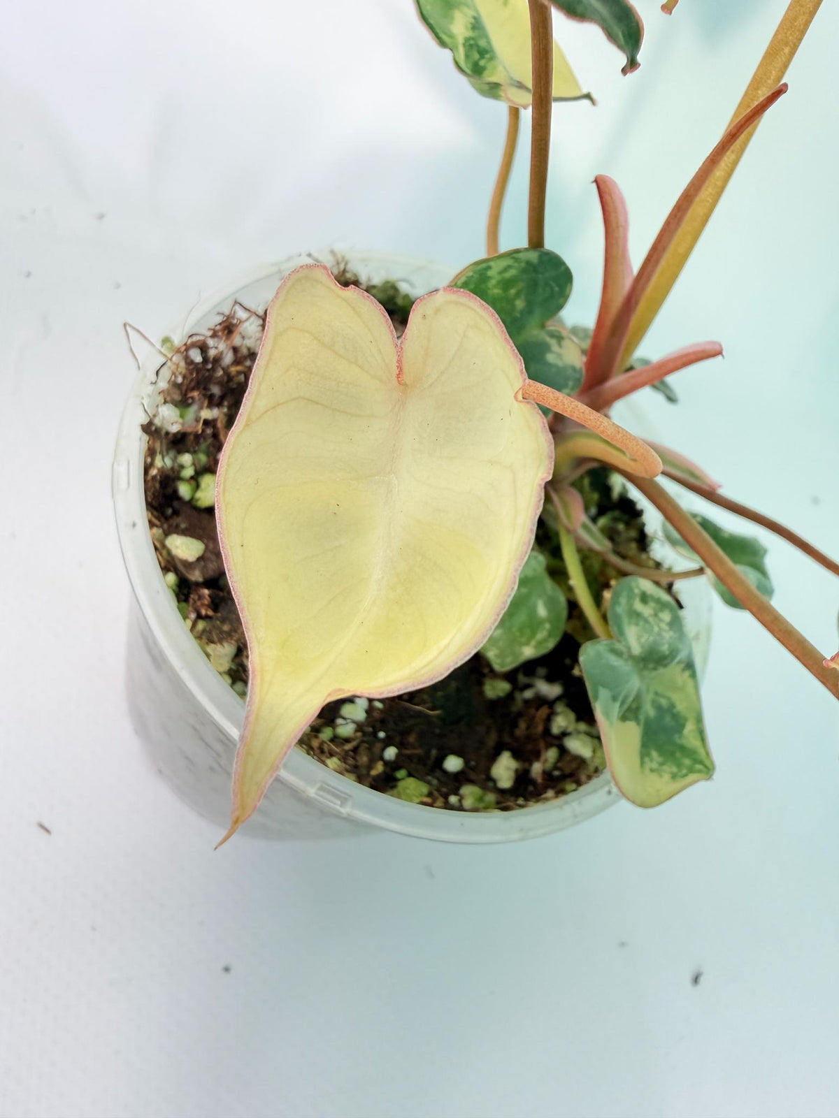 Philodendron Billietiae Variegata 09