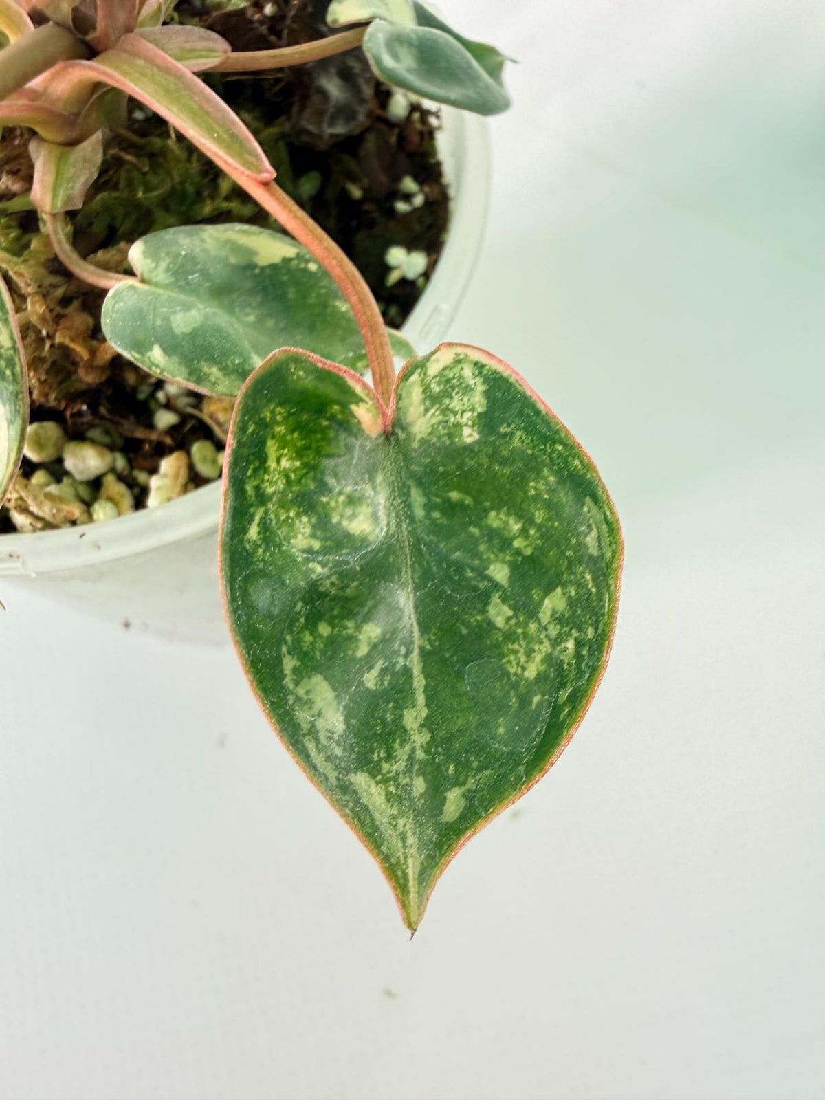 Philodendron Billietiae Variegata 10