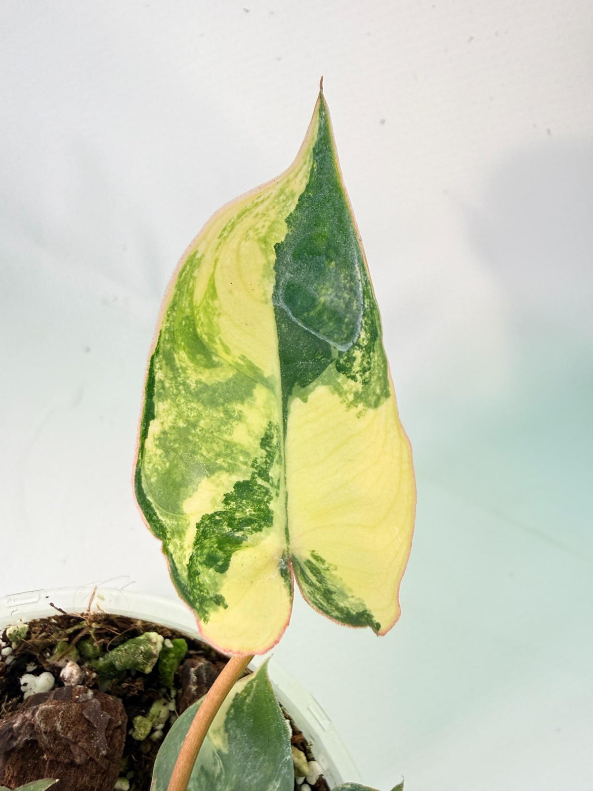 Philodendron Billietiae Variegata 11