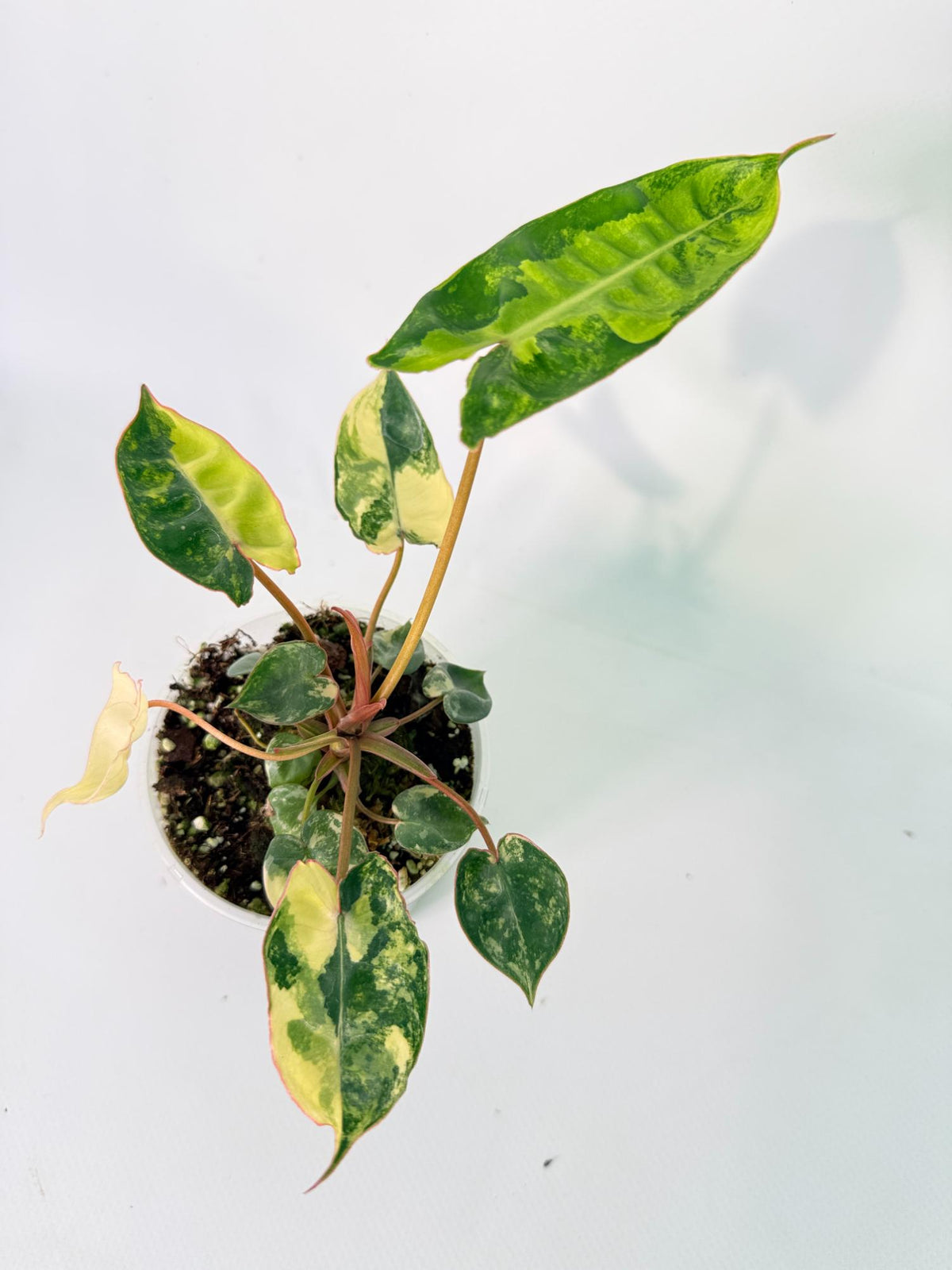 Philodendron Billietiae Variegata 12