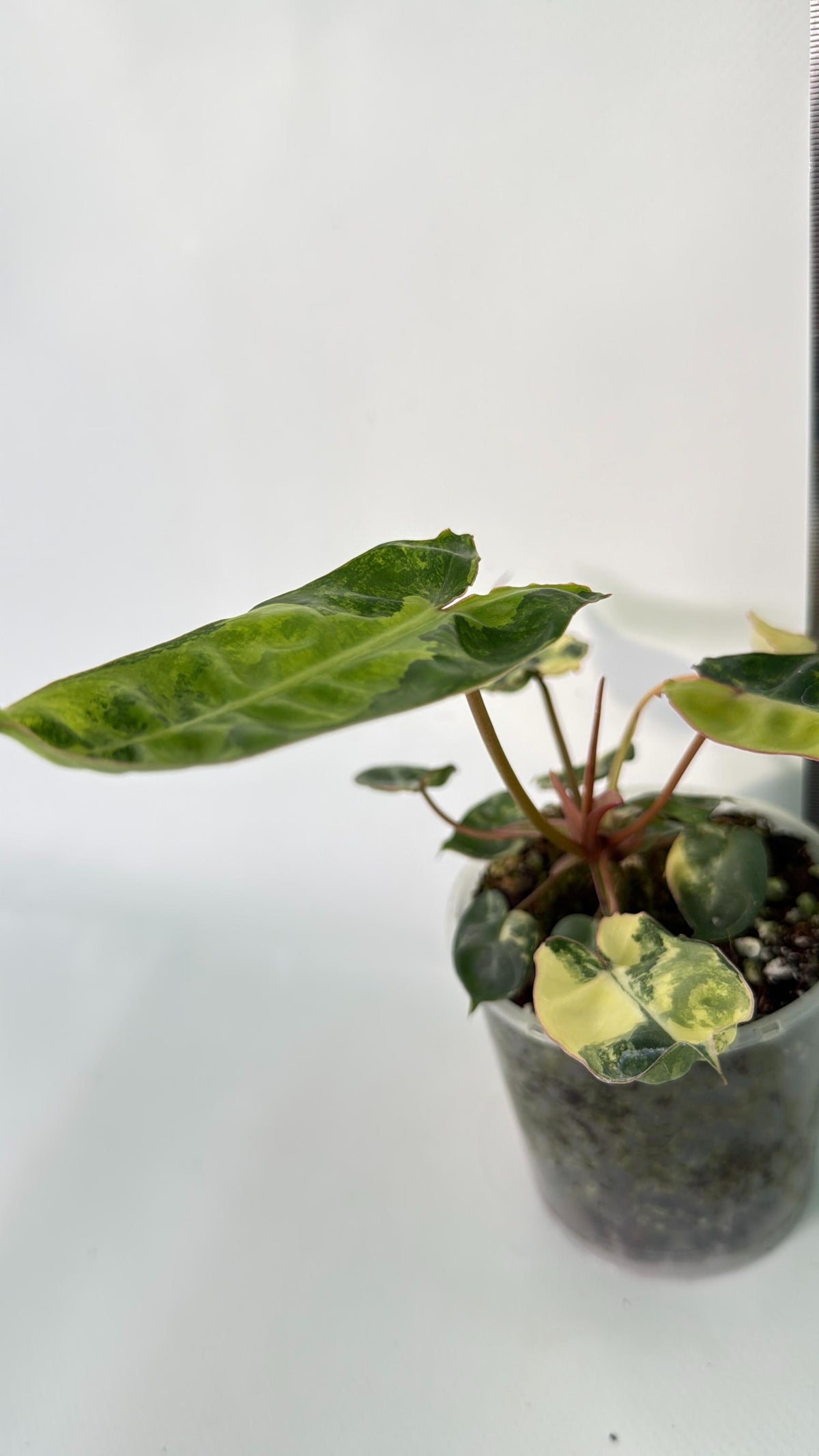 Philodendron Billietiae Variegata 03