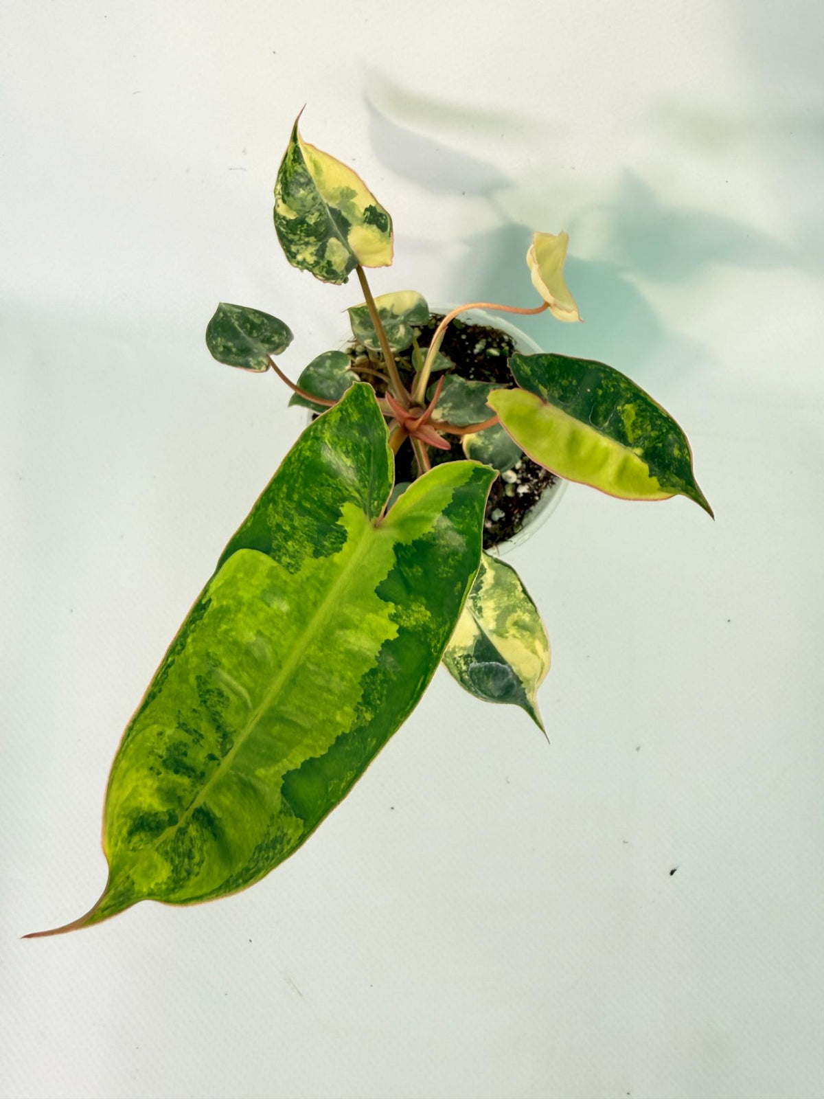 Philodendron Billietiae Variegata 01