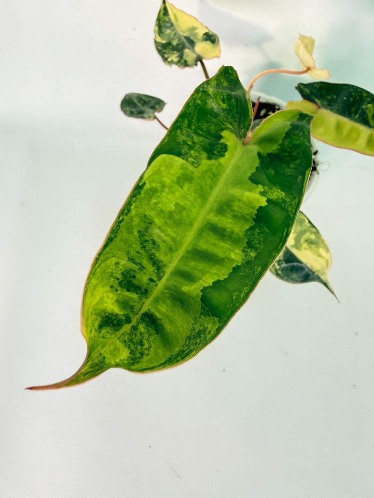 Philodendron Billietiae Variegata 04
