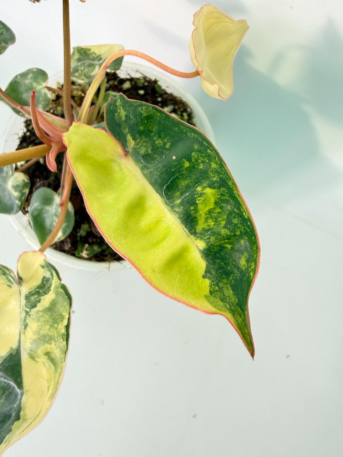 Philodendron Billietiae Variegata 02