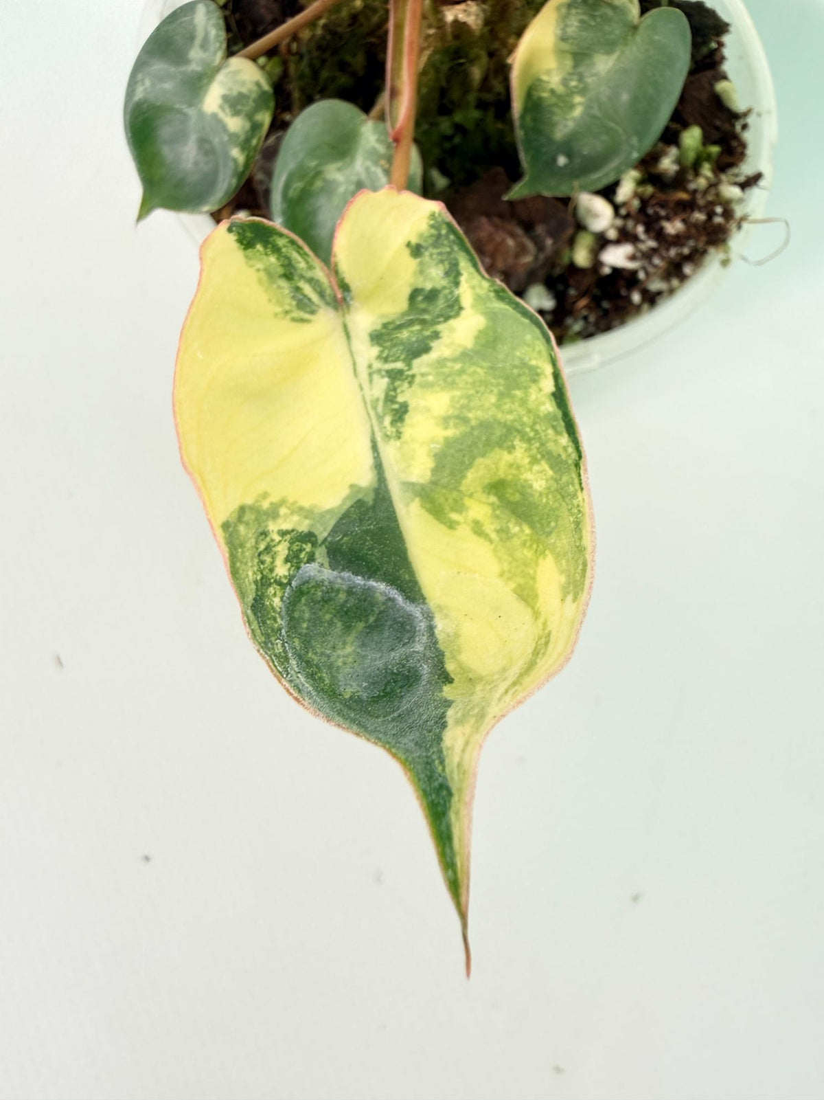 Philodendron Billietiae Variegata 05