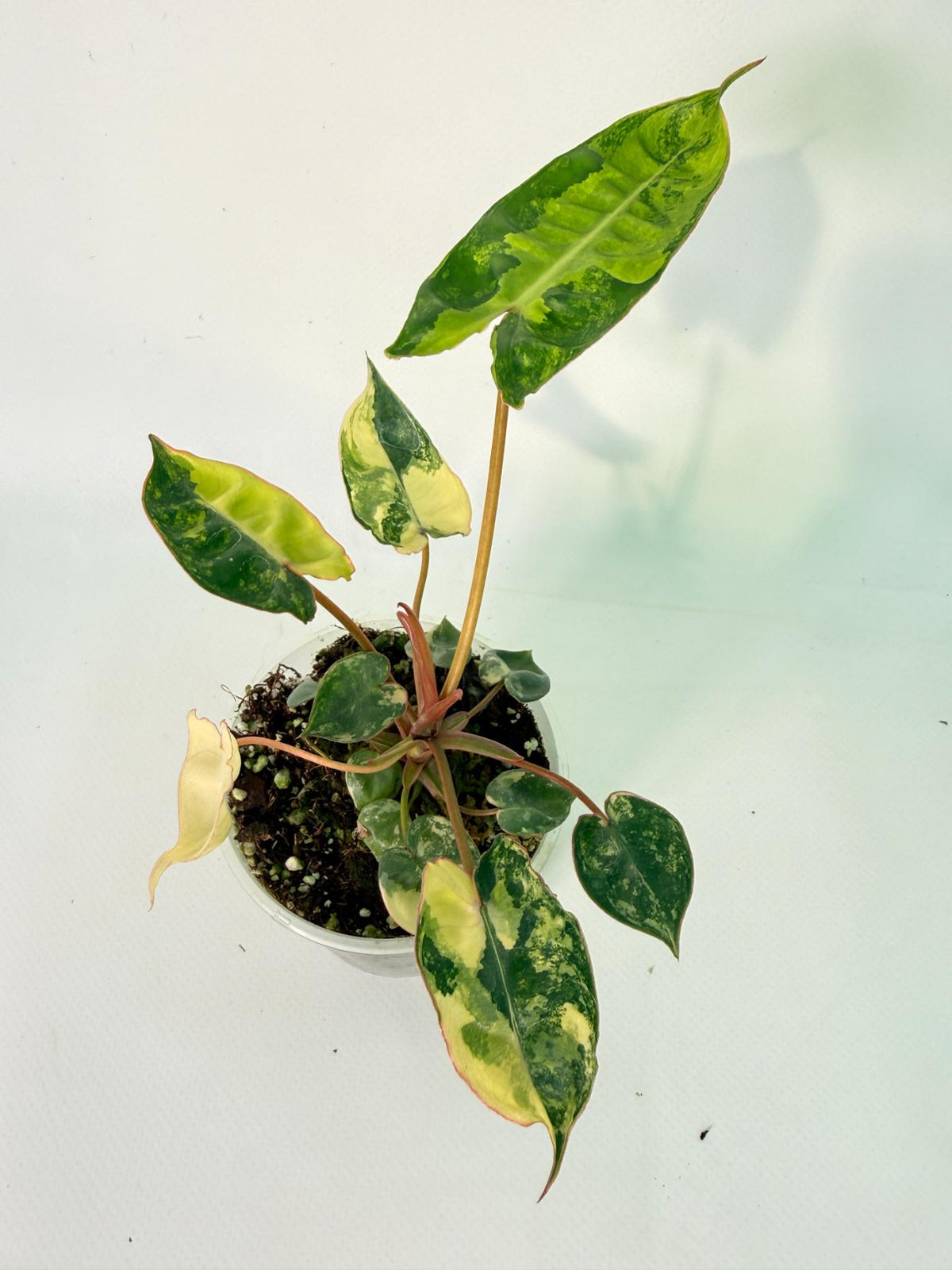 Philodendron Billietiae Variegata 06