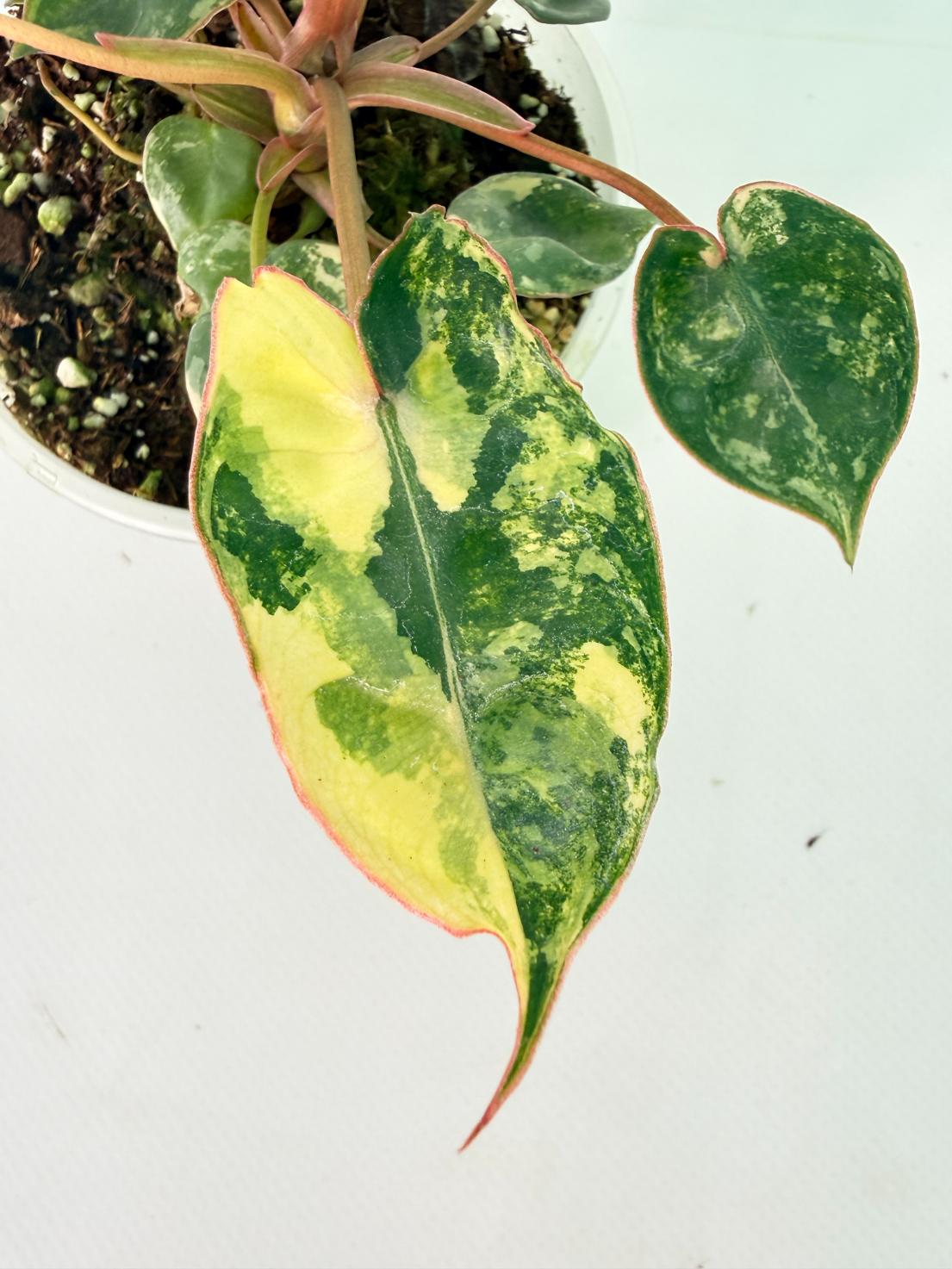 Philodendron Billietiae Variegata 07