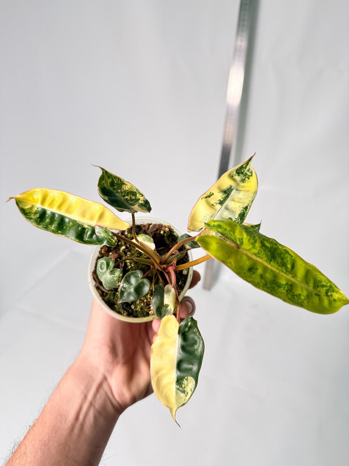 Philodendron Billietiae Variegata 4