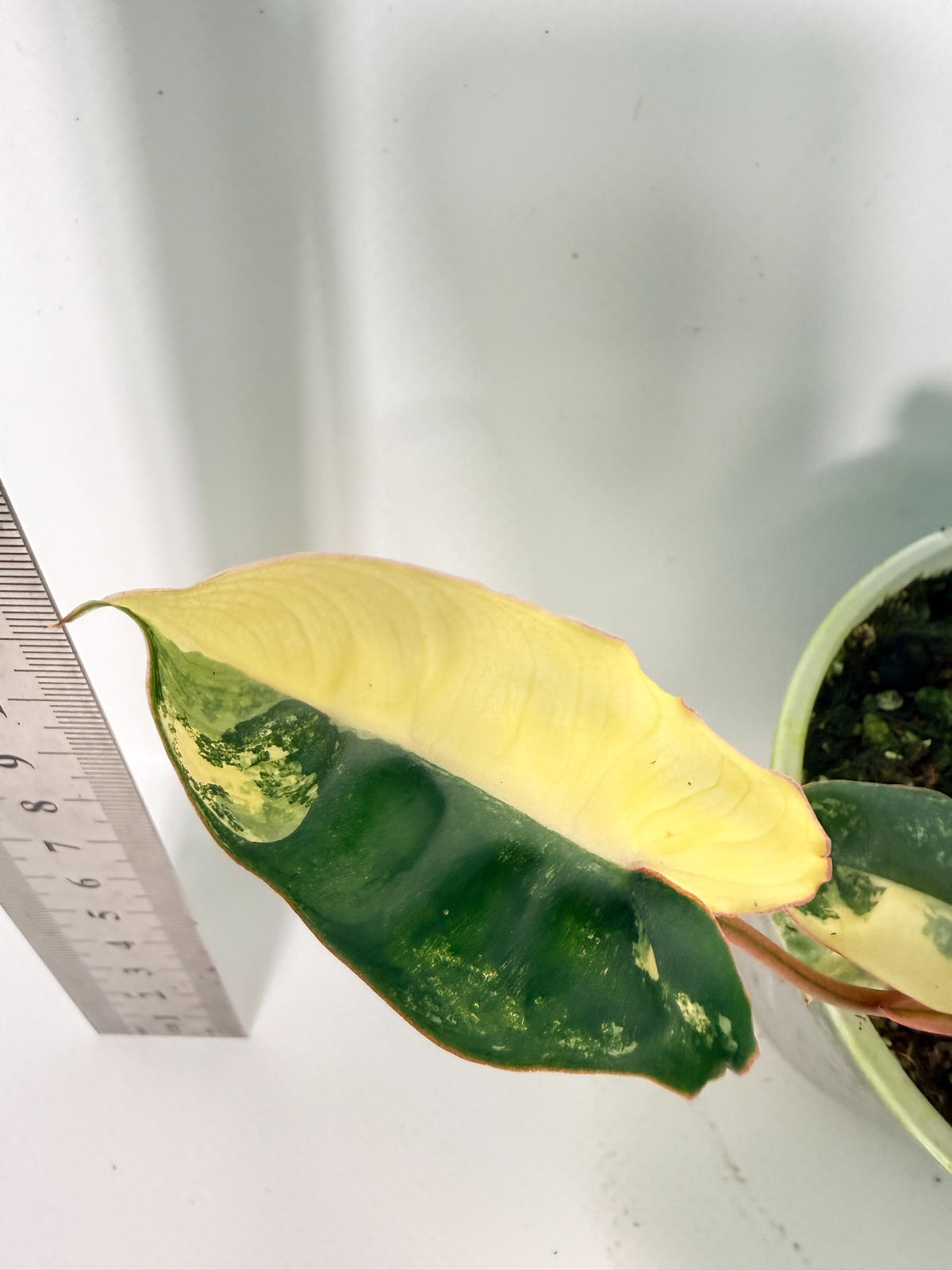Philodendron Billietiae Variegata 12