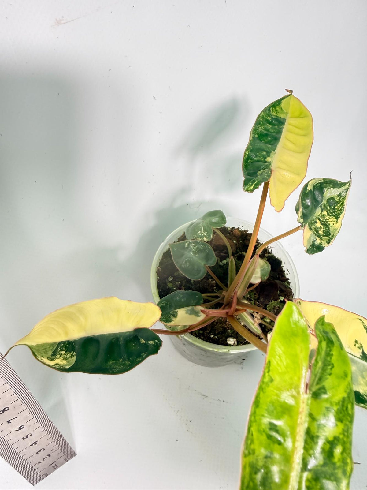 Philodendron Billietiae Variegata 10