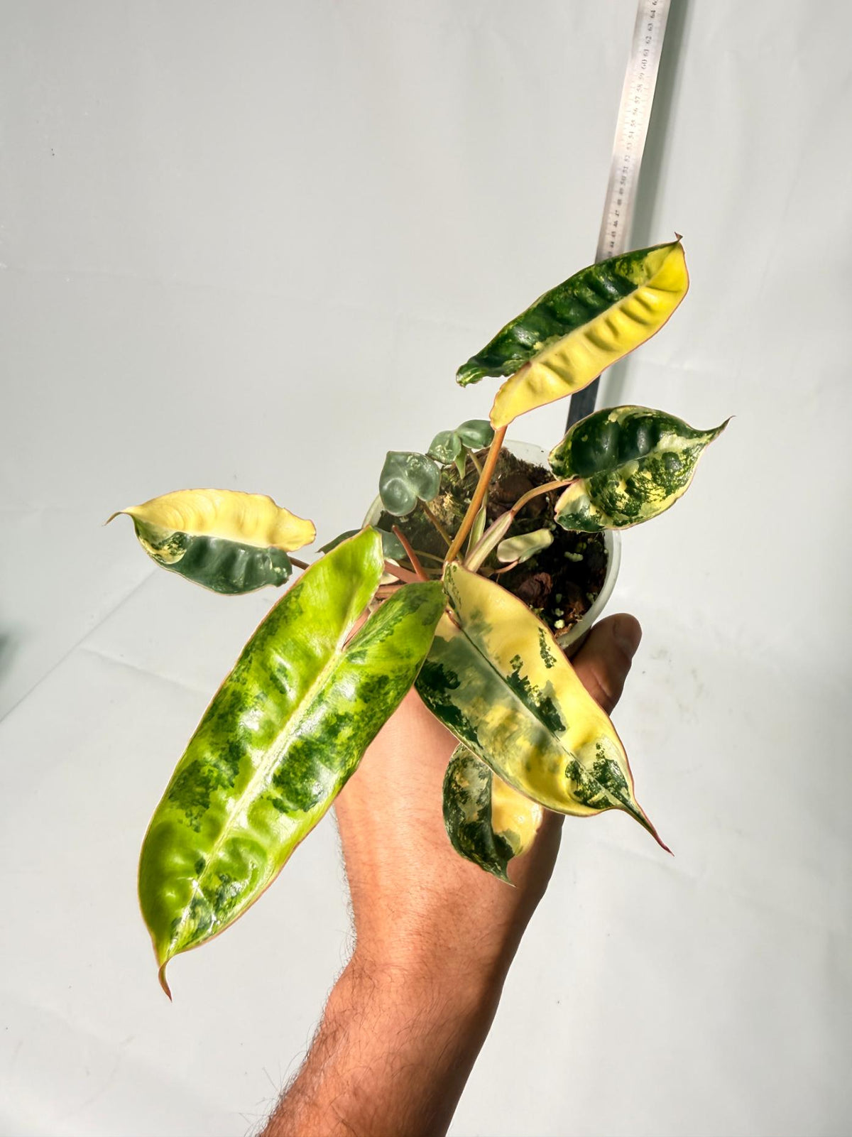 Philodendron Billietiae Variegata 1
