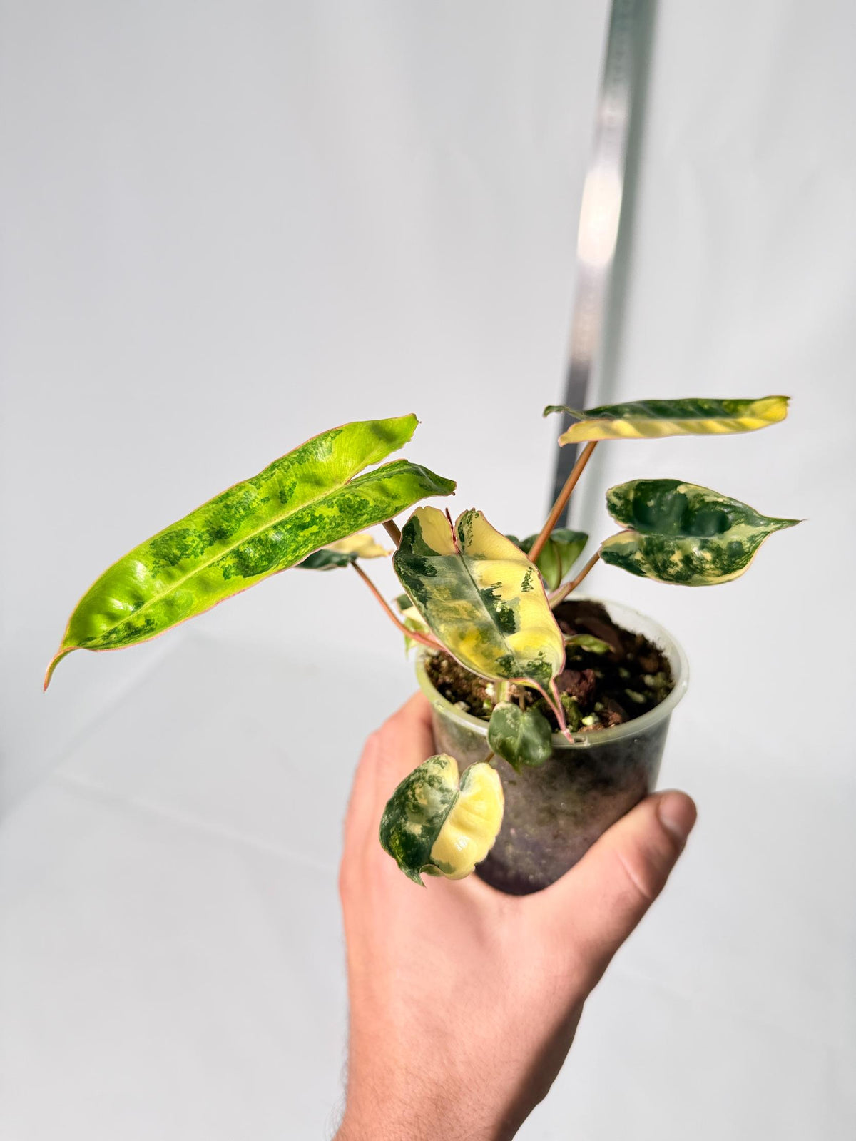 Philodendron Billietiae Variegata 11