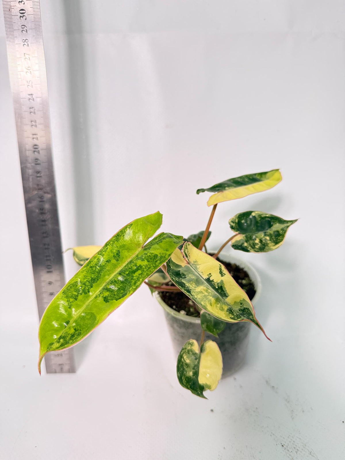 Philodendron Billietiae Variegata 5
