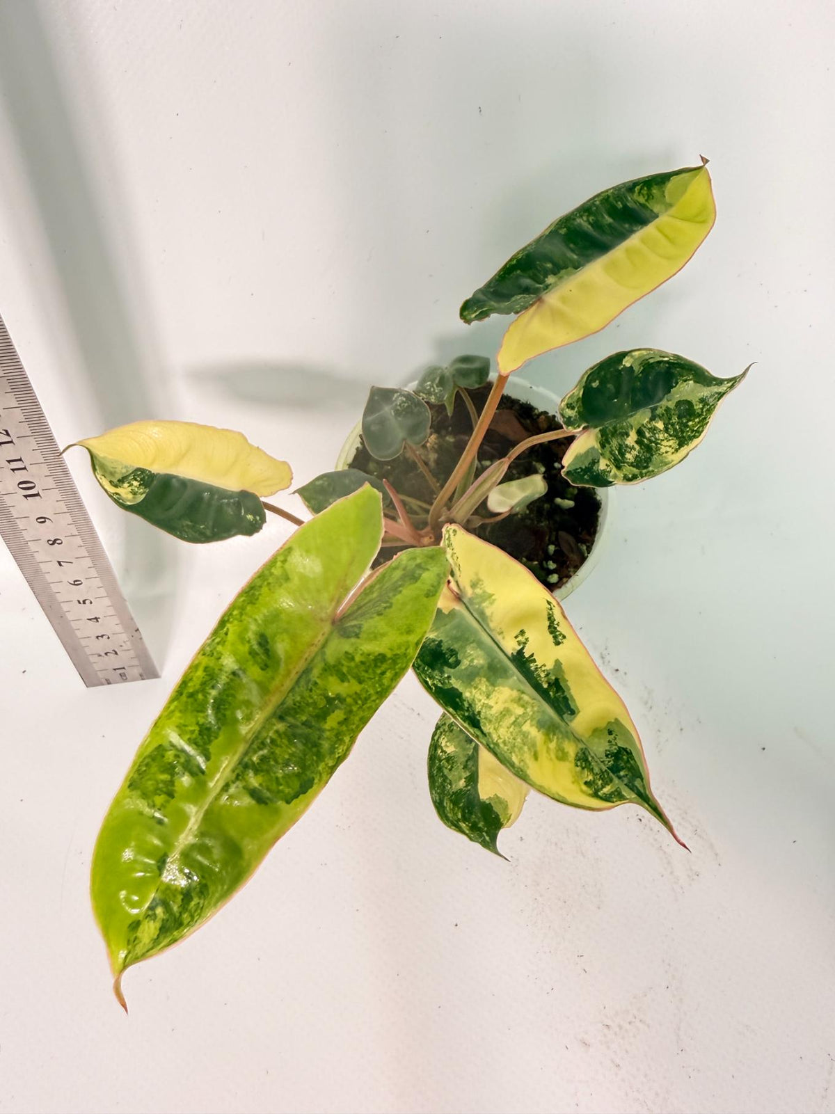 Philodendron Billietiae Variegata 6