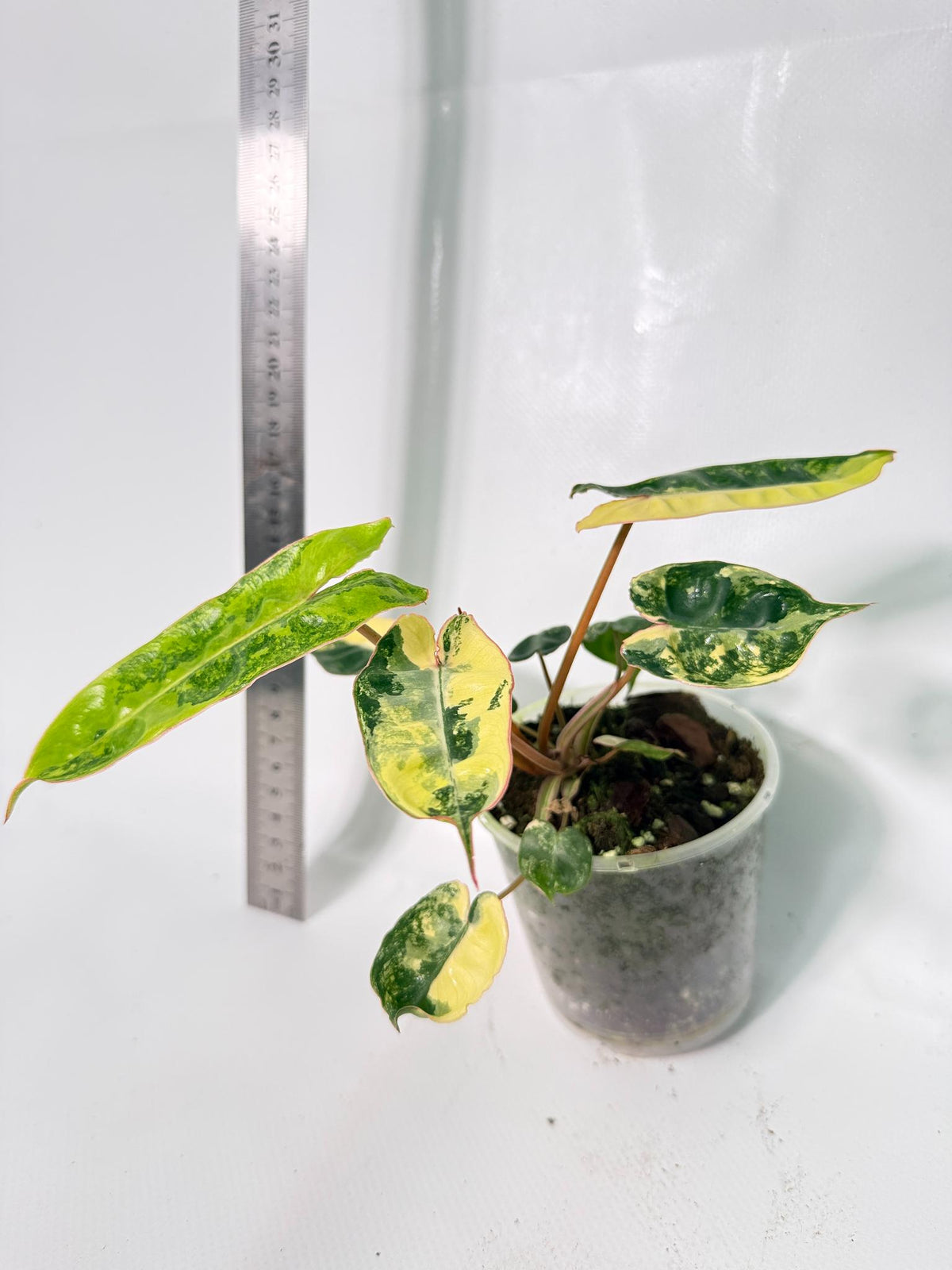 Philodendron Billietiae Variegata 7